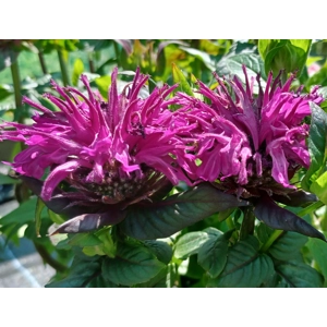 Monarda 'Lilac Lollipop'  (Sugar Buzz Series)
