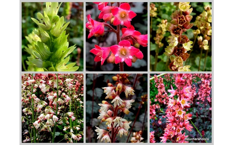 6 Heucheras for great flowers ( Collection)