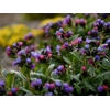 Pulmonaria 'Twinkle Toes'