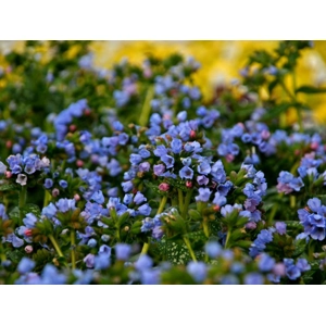 Pulmonaria 'Twinkle Toes'