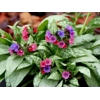 Collection of 6 mixed Pulmonarias