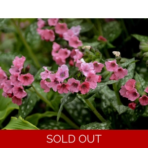 Pulmonaria 'Pretty In Pink'
