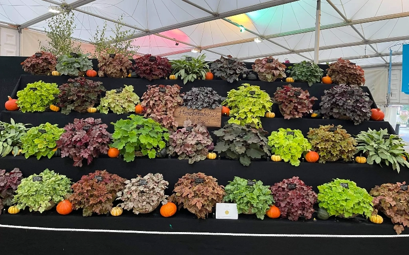 Chelsea Flower Show Gold Medal  2021