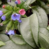 Collection of 6 mixed Pulmonarias