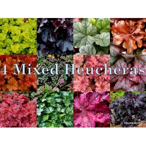 4 Heuchera's Mixed