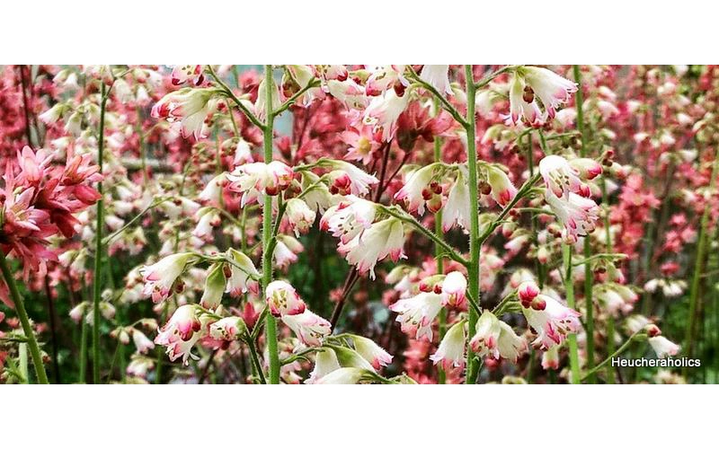 Heuchera 'Wedding Bells'