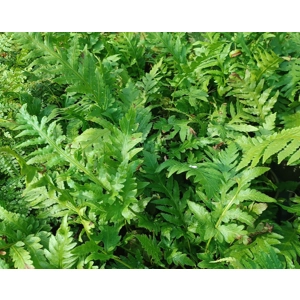 Woodwardia fimbriata