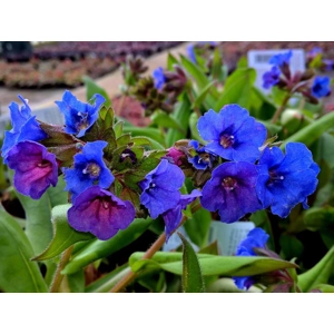 Collection of 6 mixed Pulmonarias