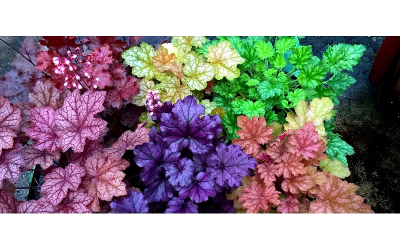 Beautiful mixed foliage