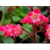 Heuchera 'Coral Reef'