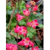 Heuchera 'Coral Reef'