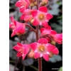 Heuchera 'Coral Reef'