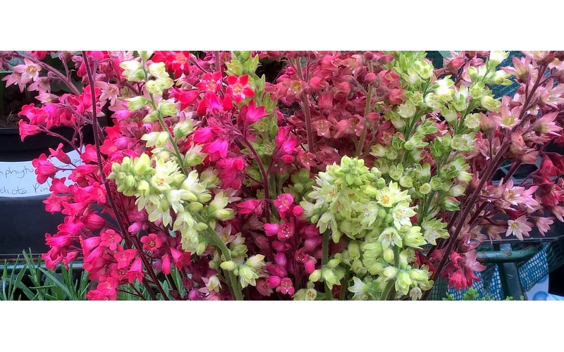 Beautiful Heuchera flowers - Lovely for cutting
