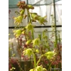 Heuchera 'Lucky Lane Lemon'