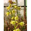 Heuchera 'Lucky Lane Lemon'