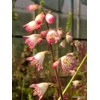 Heuchera 'Wedding Bells'