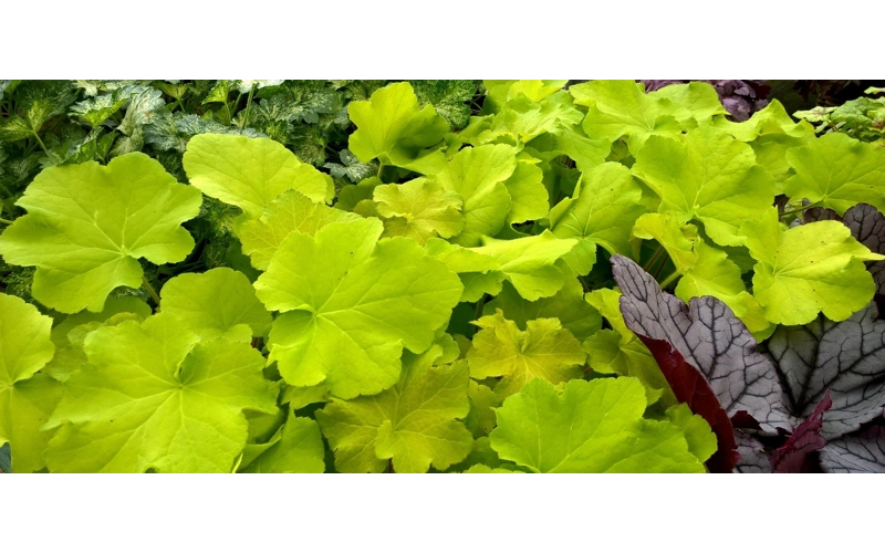 Heuchera 'Gaucamole'