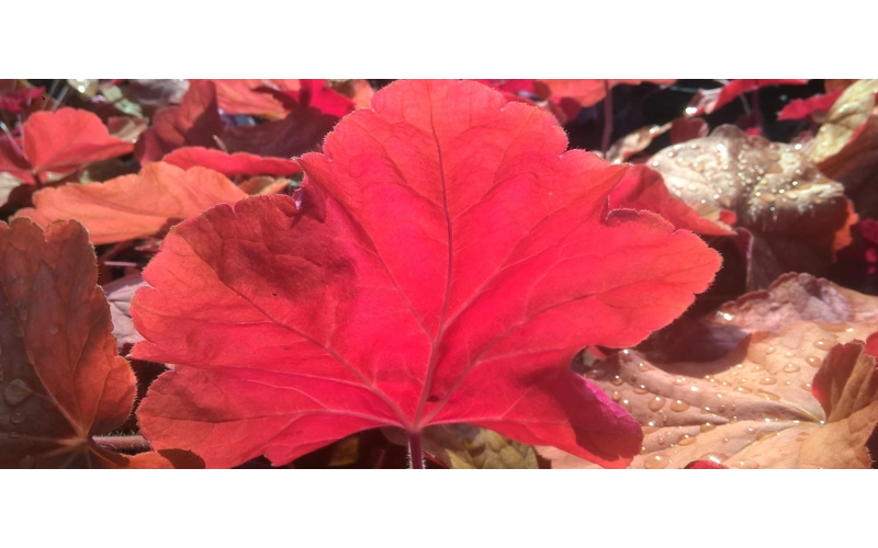Heuchera'Orange Dream'