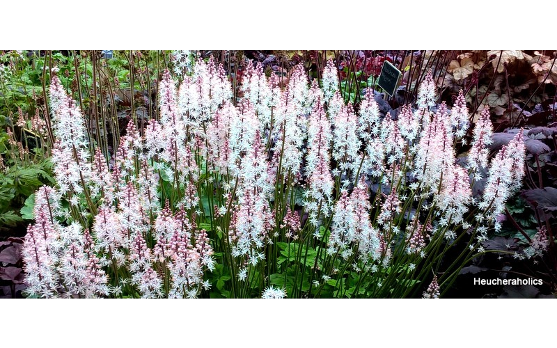 Tiarella 'Fairys Footsteps' - New 2018