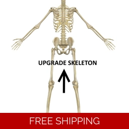 Upgrade Skeleton