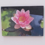 Dolls House Picture Water Lily 1:12 Scale Miniature Accessory