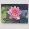 Dolls House Picture Water Lily 1:12 Scale Miniature Accessory