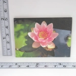 Dolls House Picture Water Lily 1:12 Scale Miniature Accessory