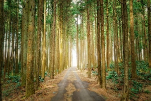Wood Walk Wood Walk