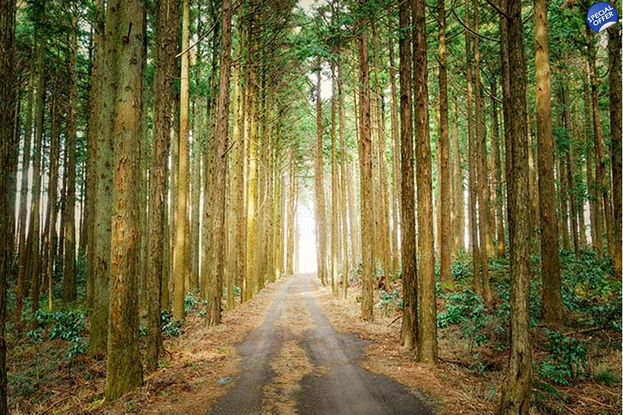 Wood Walk Wood Walk