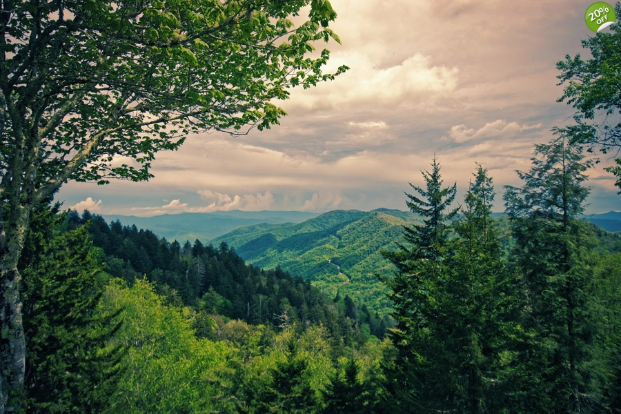Forest Outlook Forest Outlook