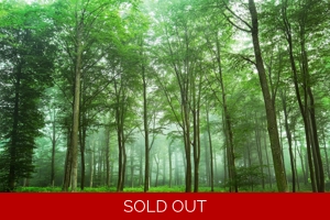 Forest View Forest View