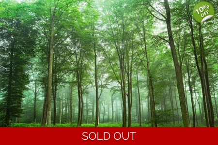 Forest View Forest View
