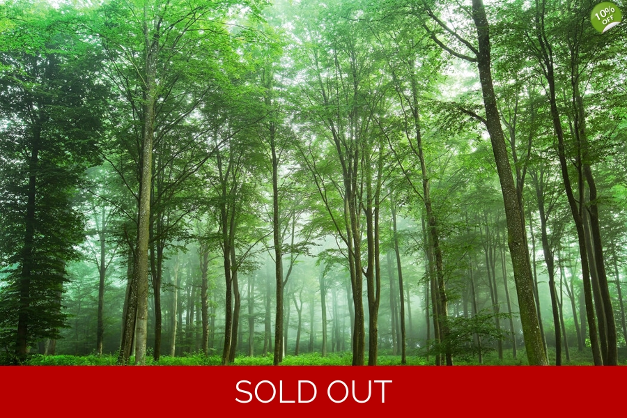 Forest View Forest View