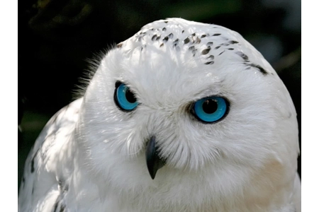 Athena Owl Familiar Athena Owl Familiar