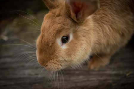 Aphrodite's Love Hare Aphrodite's Love Hare