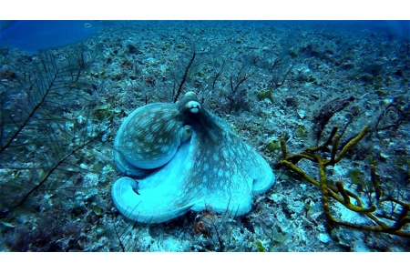 Poseidon's Opal Octopus