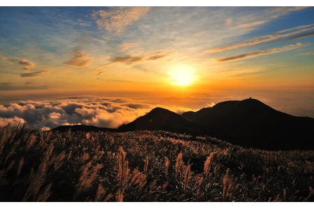 Apollo's Sunray Wyvern