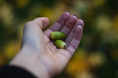 Demeter's Wish Seed Demeter's Wish Seed