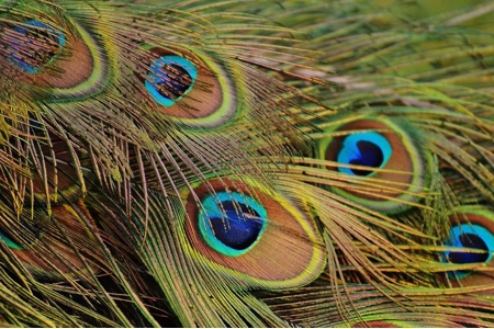 Hera's Peacock Lovers Hera's Peacock Lovers