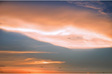 Aphrodite's Whispering Love Canary