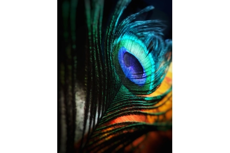 Hera's Peacock Feather Pin