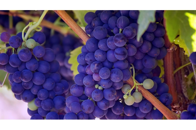 Dionysus' Lords and Ladies of Wine