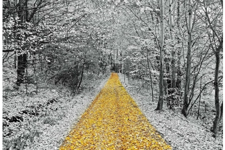 The Boreal-Forged Winter Realm