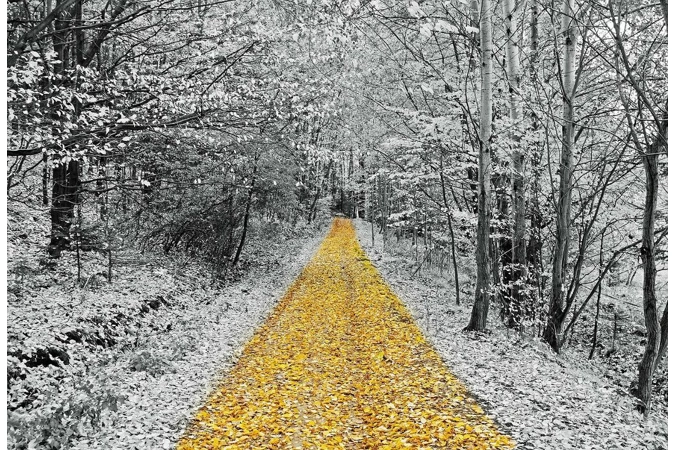 The Boreal-Forged Winter Realm