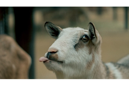 Baphomet's Little Goat Guide Baphomet's Little Goat Guide