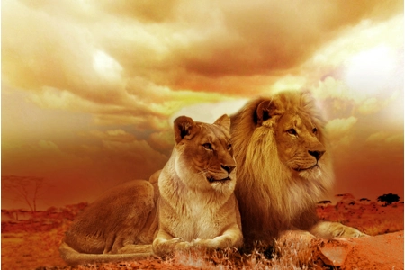 Sekhmet's Sunfire Lion Shifters