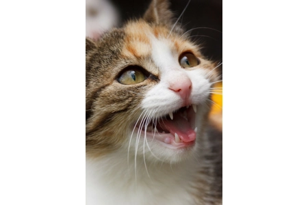 Bastet's Feline Defenders Bastet's Feline Defenders