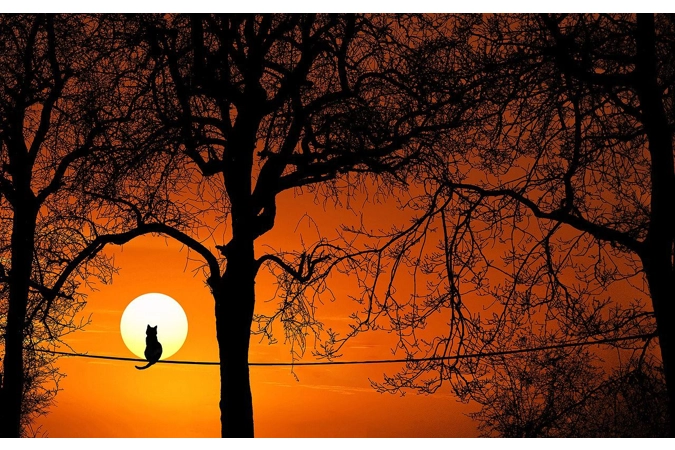 Bastet's Totem of Feline Cunning