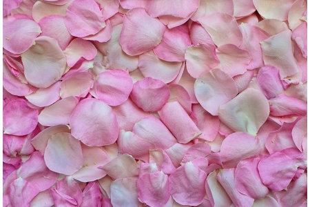 Aphrodite's Rose Shroud Aphrodite's Rose Shroud