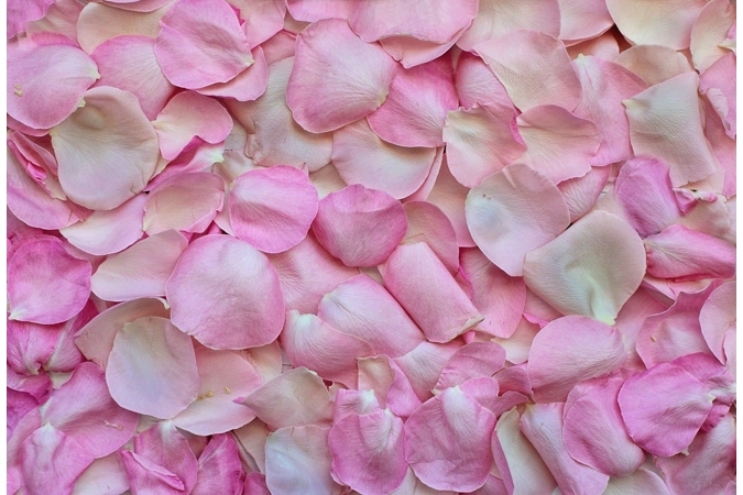 Aphrodite's Rose Shroud